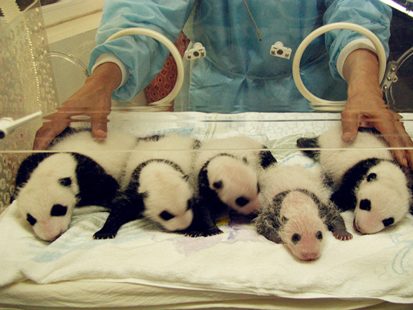 Baby pandas
