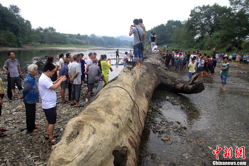 80噸重千年古樹現(xiàn)世 埋藏地下至少500年