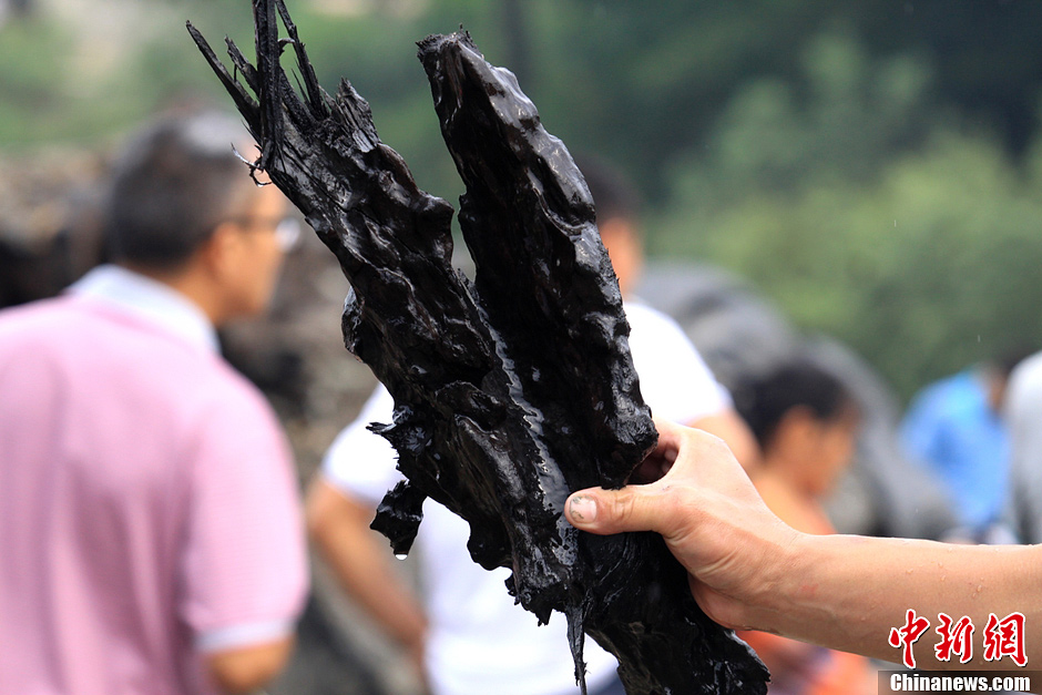 80噸重千年古樹現世 埋藏地下至少500年