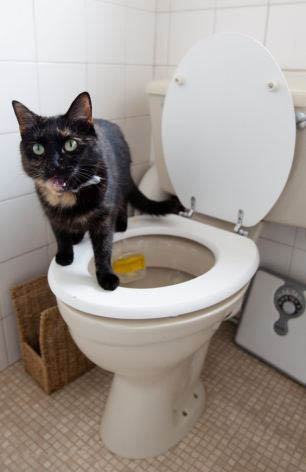 英聰明小貓無師自通學會用馬桶(組圖)