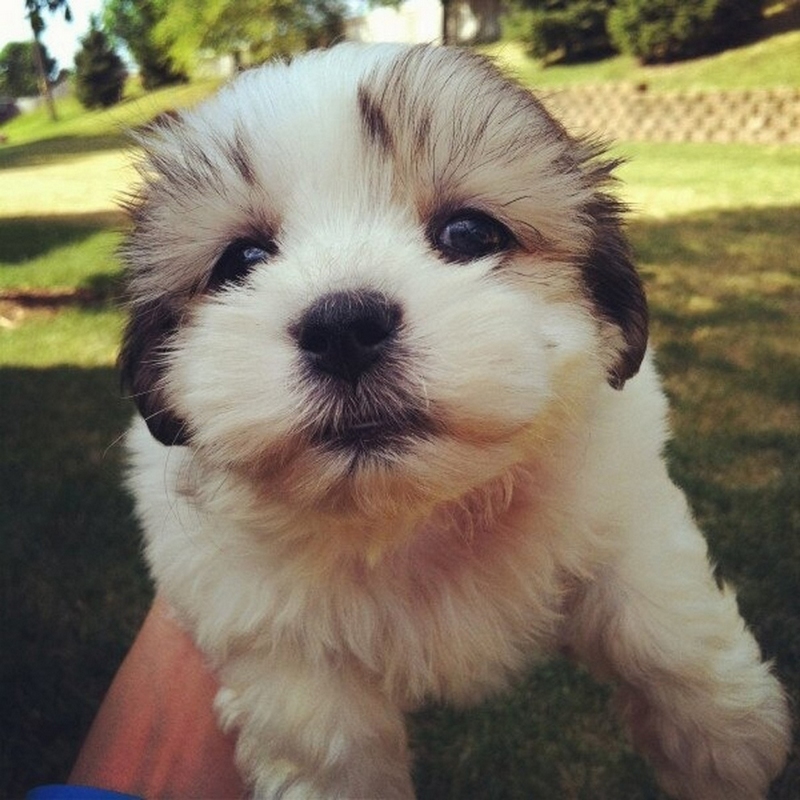 動物寶寶攝影盡顯呆萌可愛(組圖)