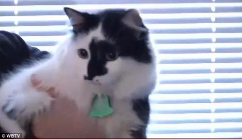 “兇悍”寵物貓發怒 全家人躲臥室報警求助