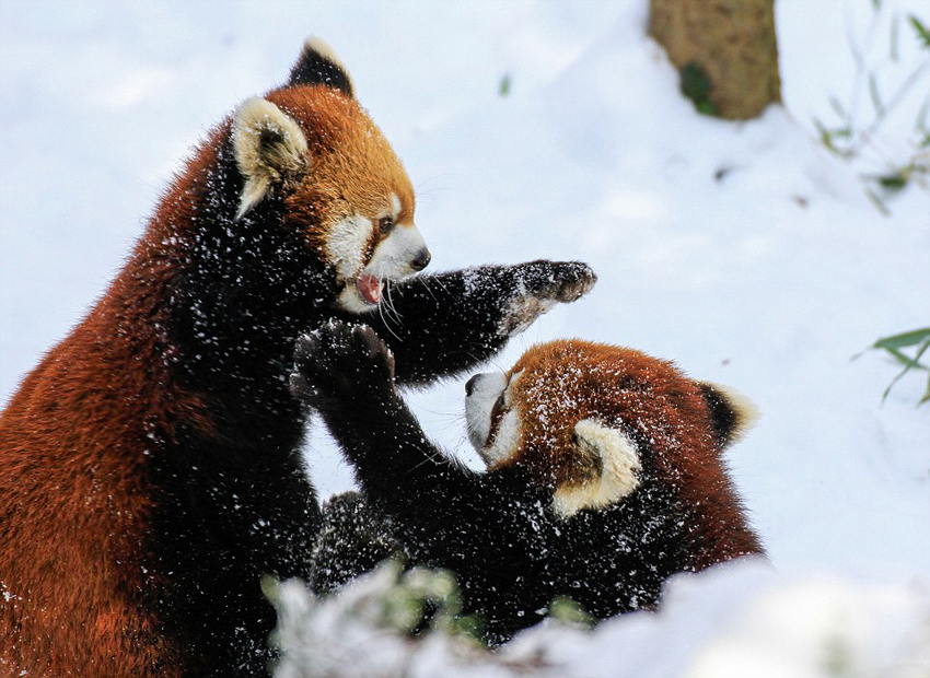 逗趣！美動物園小熊貓雪中嬉鬧打滾(組圖)