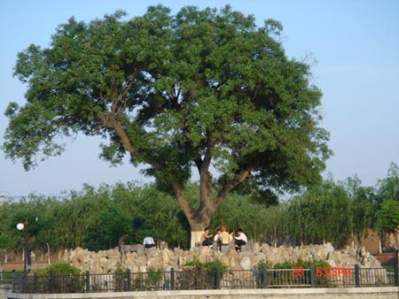 天津市及部分市景照片